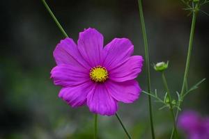 vicino su di bellissimo giardino cosmo bipinnatus foto