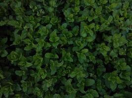 melissa officinalis nel verde verdura giardino, verde menta piperita le foglie foto