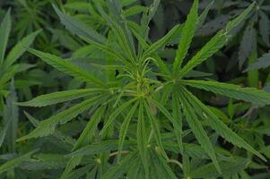 marijuana pianta gemmazione all'aperto, un' pieno telaio di marijuana fogliame foto