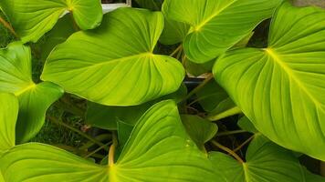 homalomena è classificato come un' foresta pianta quello può essere coltivato come un ornamentale pianta, con largo, bellissimo verde le foglie foto