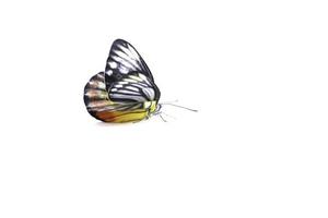 le farfalle monarca in arancione e molti colori sono naturalmente belle su sfondo bianco. foto
