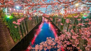 Fiore di Ciliegio a Meguro Canal a Tokyo in Giappone foto