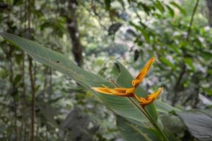 selvaggio giallo fiore decorativo Banana pianta su il foresta pluviale. il foto è adatto per uso per natura sfondo fiore manifesto e botanico soddisfare media.