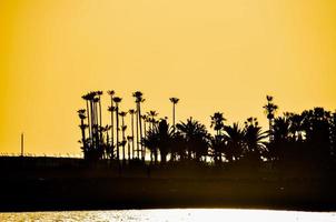 palme al tramonto foto