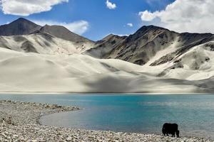 alpino yaks potabile acqua nel il baisha lago di bulunkou serbatoio nel meridionale xinjiang foto