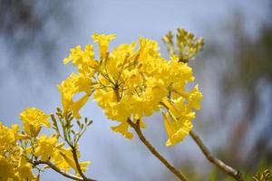 giallo fiori albero tabebuia spectabilis - goldentree nel il parco foto