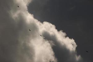 volante uccelli su un' tempestoso tempo metereologico e buio nuvole foto