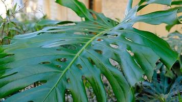 verde le foglie di pianta Monstera cresce nel selvaggio arrampicata albero giungla, foresta pluviale impianti sempreverde viti cespugli. foto