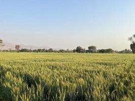 verde Grano campo fischio, Grano crusca i campi e Grano nel un' villaggio foto