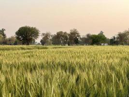 verde Grano campo fischio, Grano crusca i campi e Grano nel un' villaggio foto