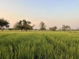 verde Grano campo fischio, Grano crusca i campi e Grano nel un' villaggio foto