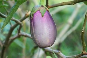 biologico impianti, viola melanzana frutta la verdura, naturale salutare vitamina Alimenti foto