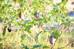 biologico impianti, viola melanzana frutta la verdura, naturale salutare vitamina Alimenti foto