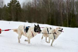 corse di cani da slitta husky foto