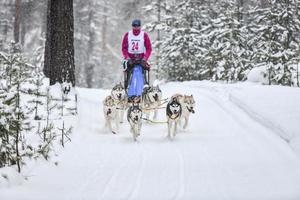 corse di cani da slitta husky siberiano foto