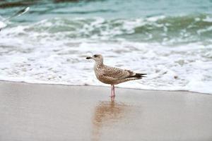 larus michelli, zampe gialle gabbiano a piedi su sabbioso spiaggia foto