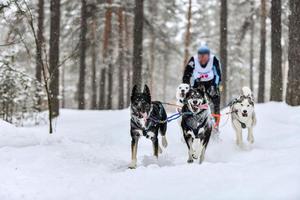 corse di cani da slitta husky foto