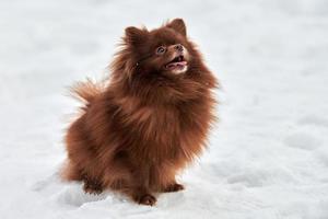 contento volpino spitz cane su inverno all'aperto a piedi pieno dimensione profilo ritratto carino cioccolato spitz foto