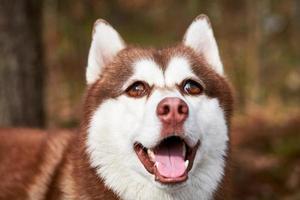 siberiano rauco cane con enorme occhi, divertente sorpreso rauco cane con confuso grande occhi, eccitato cagnetto foto