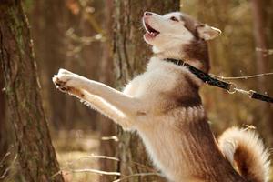 siberiano rauco cane in piedi su posteriore gambe su autunno foresta sfondo, divertente rauco cane ritratto foto