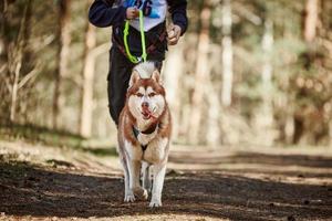 in esecuzione siberiano rauco cane nel imbracatura traino uomo su autunno foresta nazione strada foto