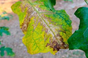 melanzana le foglie siamo verde e avere macchie. foto