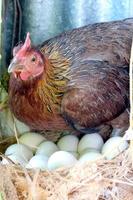 gallina galletto seduta nel un' di vimini cestino con fieno foto