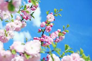 Cinese mandorla albero prunus triloba nel blu cielo foto