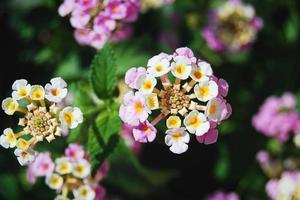 lantana camara fiori avvicinamento, fioritura pianta foto