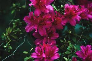 alpino rosa fioritura pianta con cremisi rosso fiori avvicinamento foto