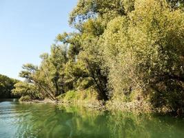 alberi sul fiume foto