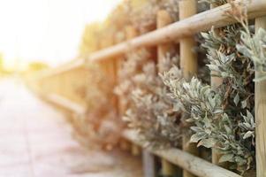 recinzione in legno decorativo e cespugli verdi bianchi foto