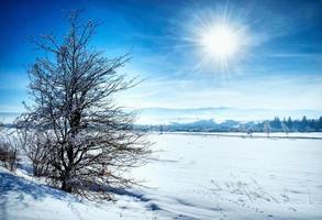 paesaggio invernale contro la luce solare foto