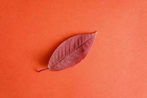 foglia di ciliegio autunno rosso caduta su uno sfondo di carta rossa
