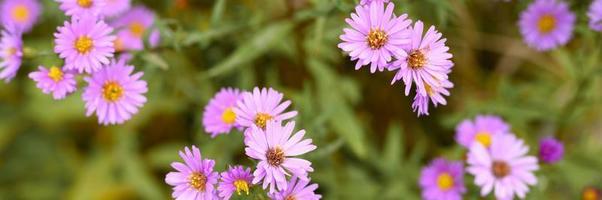 fiori autunnali aster novi-belgii vibranti di colore viola chiaro foto