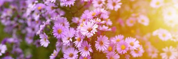 fiori autunnali aster novi-belgii vibranti di colore viola chiaro foto