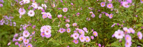 fiori autunnali aster novi-belgii vibranti di colore viola chiaro foto