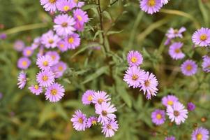 fiori autunnali aster novi-belgii vibranti di colore viola chiaro foto