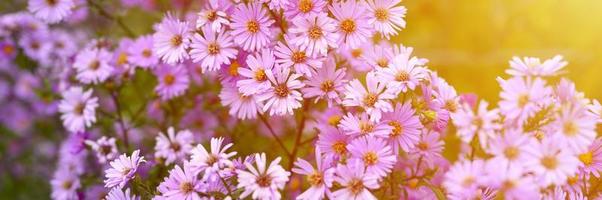 fiori autunnali aster novi-belgii vibranti di colore viola chiaro foto