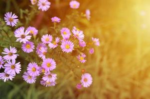 fiori autunnali aster novi-belgii vibranti di colore viola chiaro foto