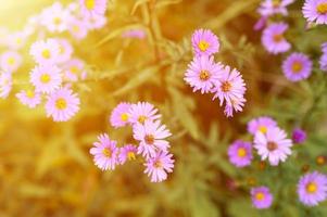 fiori autunnali aster novi-belgii vibranti di colore viola chiaro foto