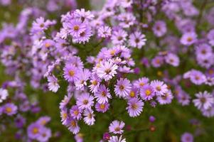 fiori autunnali aster novi-belgii vibranti di colore viola chiaro foto