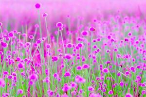 sfocato, rosa campi di fiori selvatici. bella crescita e fioritura al mattino, messa a fuoco selettiva foto
