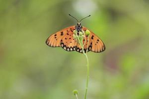 un' bellissimo farfalla arroccato su un' selvaggio pianta durante un' molto soleggiato giorno foto