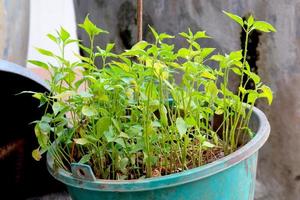 bambino chili impianti nel il serra. foto