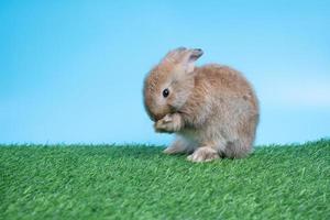 peloso e soffice carino nero coniglio è in piedi su Due gambe su verde erba e blu sfondo e pulizia il davanti gambe. concetto di roditore animale domestico e Pasqua. foto