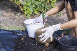 avvicinamento di un' bianca vaso di fiori e donna di mani con bianca guanti preparazione il suolo per piantare fiori in un' pentola. piantare fiori nel il giardino casa. giardinaggio a estate foto