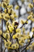 fiori di salice giallo foto