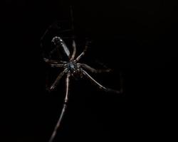 ragno nella sua tela in un ambiente buio foto