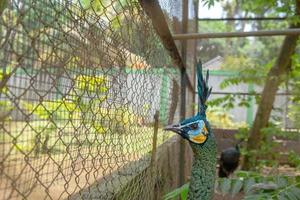 vicino su pavone uccello su il mini zoo semarang centrale Giava. il foto è adatto per uso per natura animale sfondo, zoo manifesto e pubblicità.